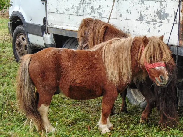 Zwei Ponys Herbst Rumänien — Stockfoto