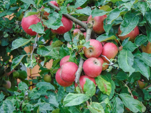 Zralá Jablka Stromě Podzim — Stock fotografie