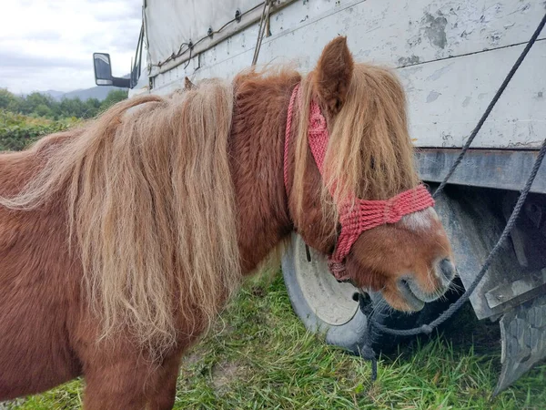 Pony Rumänien Ponyporträt — Stockfoto