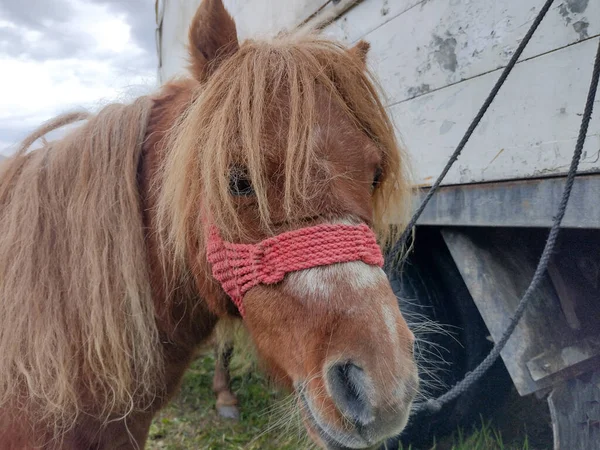 Pony Rumänien Ponyporträt — Stockfoto
