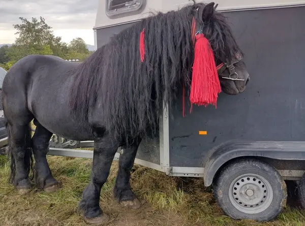 Schönes Schwarzes Pferd Auf Einer Ausstellung Rumänien — Stockfoto