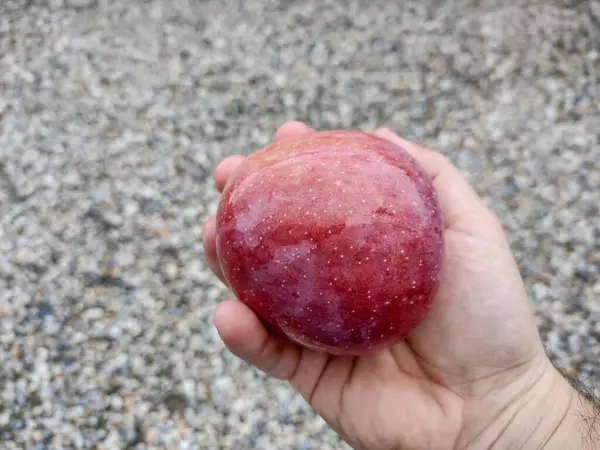 Dojrzałe Jabłko Dłoni — Zdjęcie stockowe
