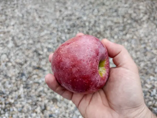 Moget Äpple Handen — Stockfoto
