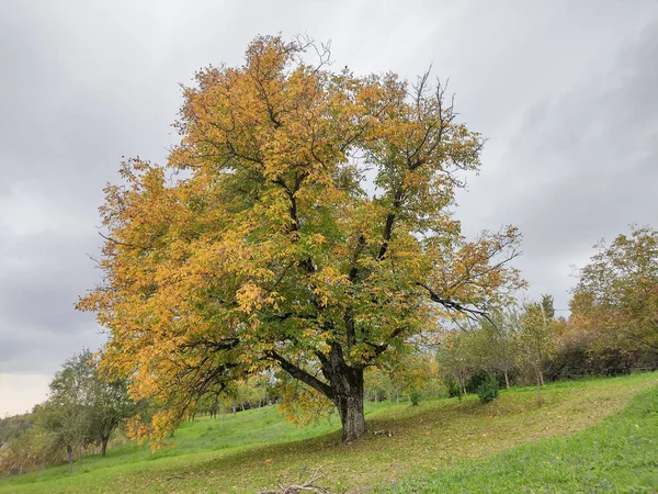 Wielkie Drzewo Jesienią Maramures Rumunia Jesienny Krajobraz — Zdjęcie stockowe