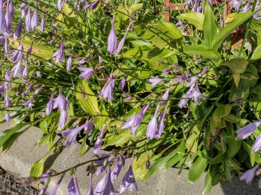 Romanya 'da funkia çiçeği. Hosta sieboldii