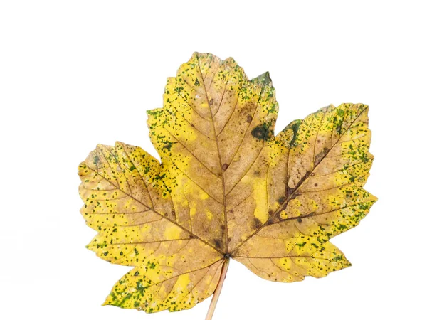 Žlutý Javorový List Sycamore Podzim Listy Acer Pseudoplatanus Izolované Bílém — Stock fotografie