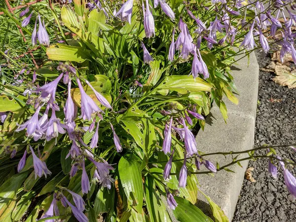 Romanya Funkia Çiçeği Hosta Sieboldii — Stok fotoğraf