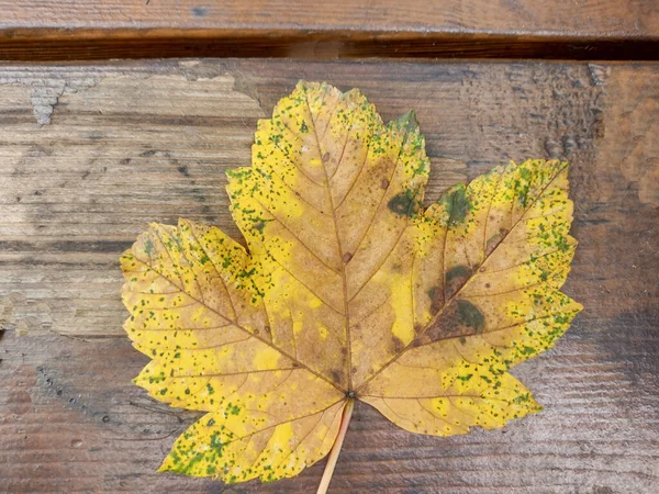 Žlutý Javorový List Sycamore Podzim Acer Pseudoplatanus Leaf — Stock fotografie