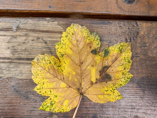 Amarelo Sycamore Folha Bordo Outono Folha Acer Pseudoplatanus — Fotografia de Stock