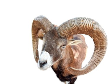 Bighorn koyunu (Ovis canadensis) beyaz üzerine izole edilmiş