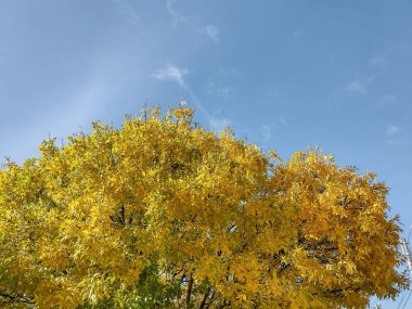 Romanya 'nın Baia Mare kentinde sonbaharda sarı ağaç