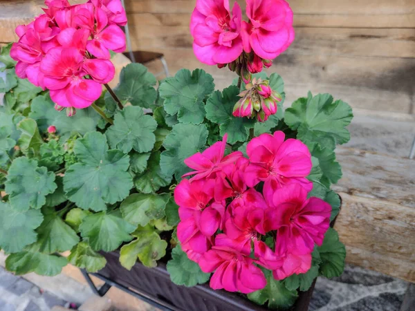 Tencerede at nalı sardunyası çiçeği var. Pelargonium zonale