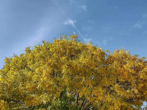 Желтое Дерево Осенью Городе Байя Маре Румыния — стоковое фото