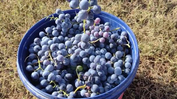 一个人把成捆的葡萄放在一堆其他葡萄上 秋天在罗马尼亚采摘葡萄 — 图库视频影像