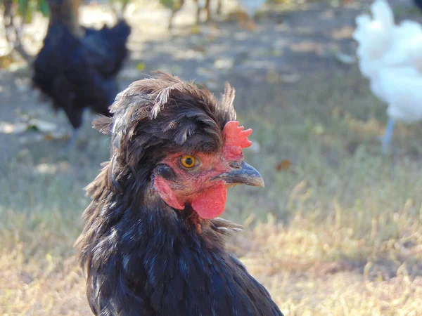 Черный Куриный Портрет Животное Ферме — стоковое фото