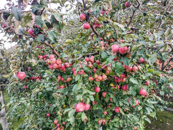 Δέντρο Γεμάτο Ώριμα Μήλα Τον Οκτώβριο Στο Maramures Ρουμανία — Φωτογραφία Αρχείου