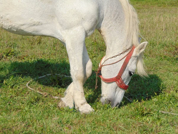 在罗马尼亚的马拉莫尔县 一匹白马正在吃草 — 图库照片