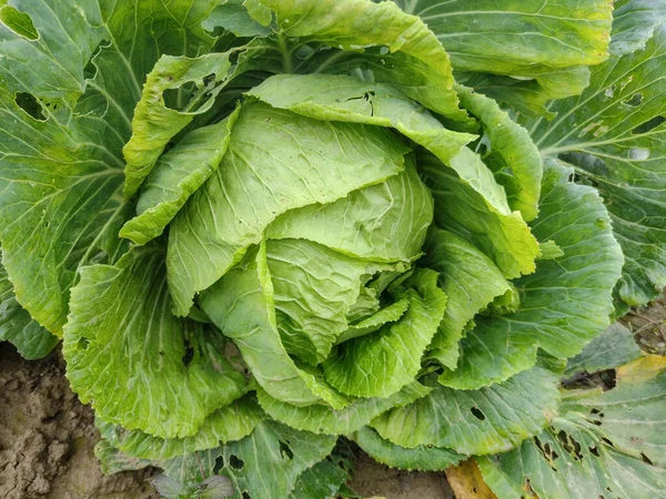 Cabbage Garden Maramures Romania — Stock Photo, Image