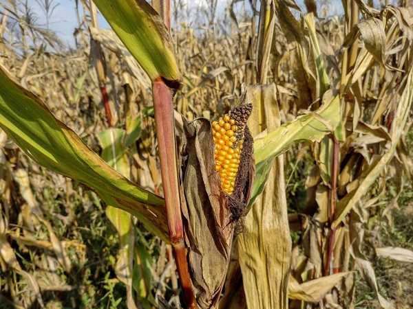 Kukorica Októberben Maramures Megyében Románia — Stock Fotó