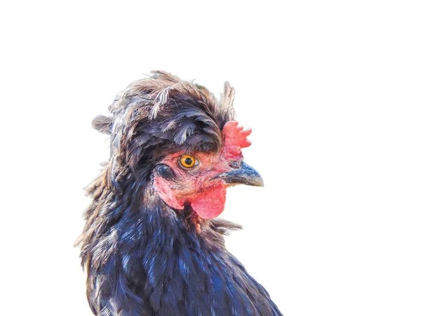 Schwarzes Huhn Isoliert Auf Weißem Hintergrund — Stockfoto