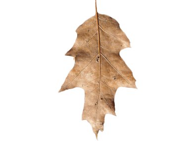 Sonbaharda kahverengi meşe yaprağı beyaz arkaplanda izole edilmiş.