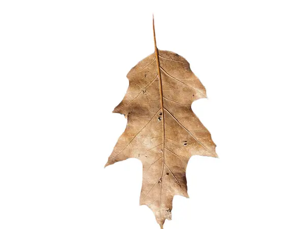Hnědý Dub List Podzim Izolované Bílém Pozadí — Stock fotografie