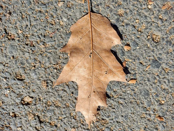 在秋季棕色橡树叶 — 图库照片