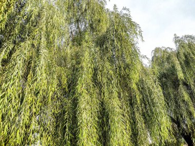 Romanya 'da yeşil söğüt ağacı