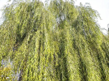 Romanya 'da yeşil söğüt ağacı