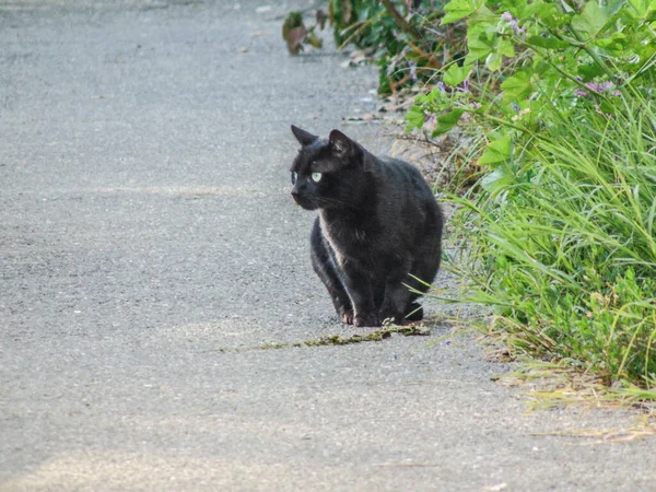 Een Zwarte Kat Zit Stoep Zwart Kattenportret — Stockfoto