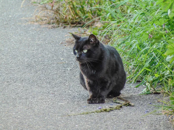 Een Zwarte Kat Zit Stoep Zwart Kattenportret — Stockfoto