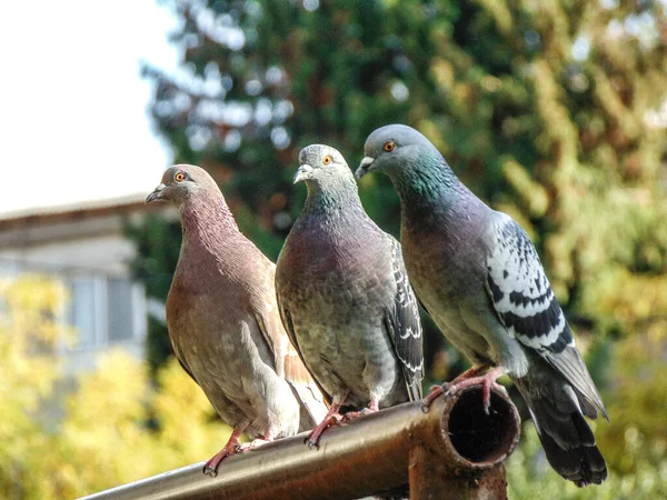 Three Pigeons Sit Metal Bar Romania — Stock Photo, Image