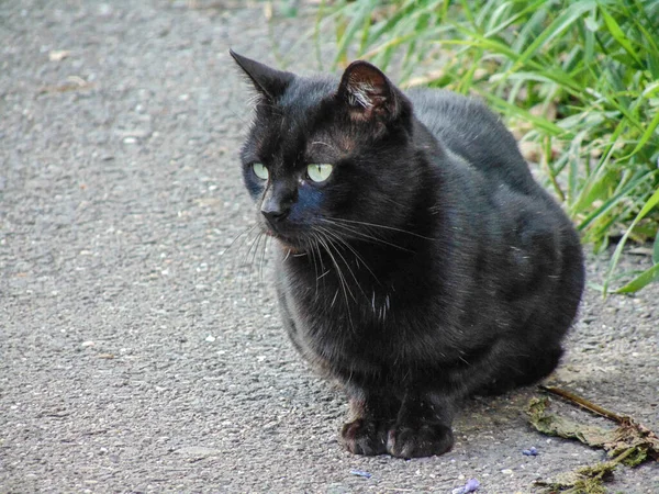 Een Zwarte Kat Zit Stoep Zwart Kattenportret — Stockfoto