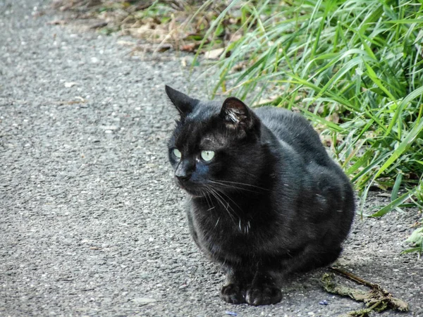 Een Zwarte Kat Zit Stoep Zwart Kattenportret — Stockfoto