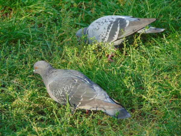 Zwei Tauben Gras Rumänien — Stockfoto