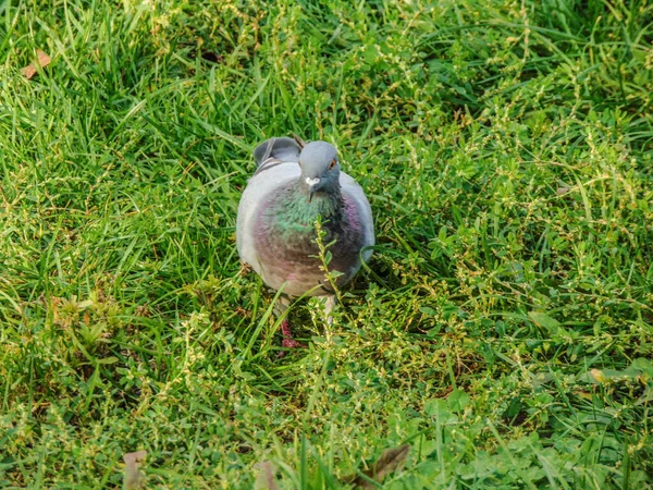 ルーマニアの草の中のピジョン — ストック写真