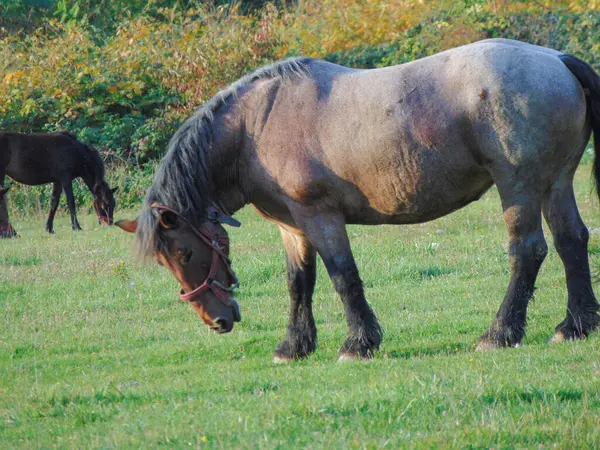 Caballos Pastando Hierba Naturaleza —  Fotos de Stock