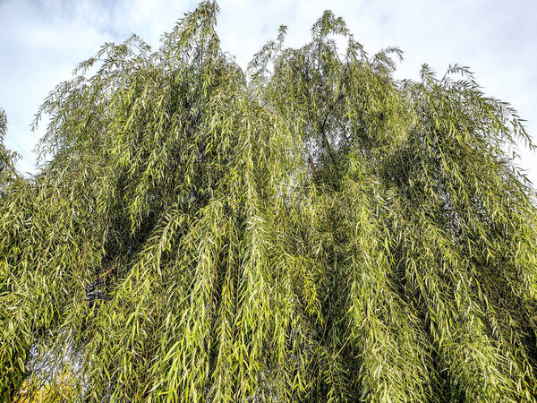 Green willow tree in Romania