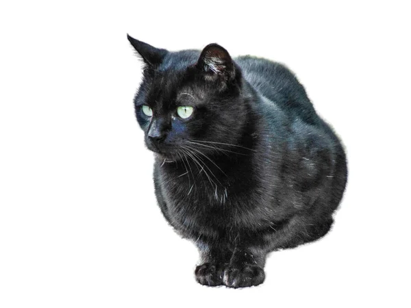 Black Cat Isolated White Background Black Cat Portrait — Stock Photo, Image