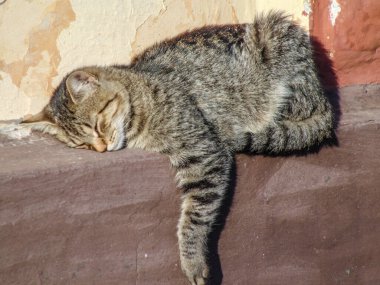 Bir kedi bir evin duvarında uyur. Bir kedi uyuyor.