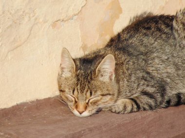 Bir kedi bir evin duvarında uyur. Bir kedi uyuyor.