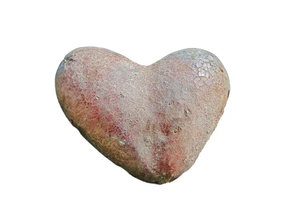 Herzförmige Kartoffel Gefunden Maramures Rumänien Isoliert Auf Weiß — Stockfoto