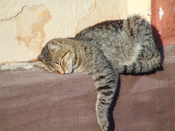 Kot Śpi Ścianie Domu Kot Śpi — Zdjęcie stockowe