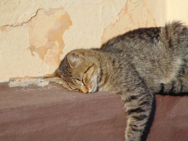 Μια Γάτα Κοιμάται Στον Τοίχο Ενός Σπιτιού Μια Γάτα Κοιμάται — Φωτογραφία Αρχείου