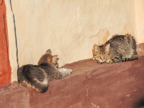Due Gatti Siedono Sul Muro Una Casa Romania — Foto Stock