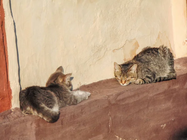 Due Gatti Siedono Sul Muro Una Casa Romania — Foto Stock