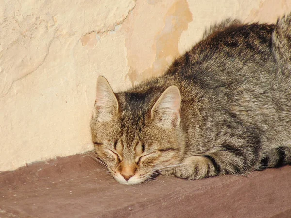 Gatto Dorme Sul Muro Una Casa Gatto Dorme — Foto Stock
