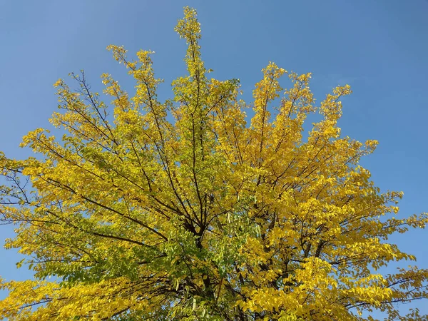 Желтое Дерево Голубое Небо Осенью Городе Байя Маре Румыния — стоковое фото