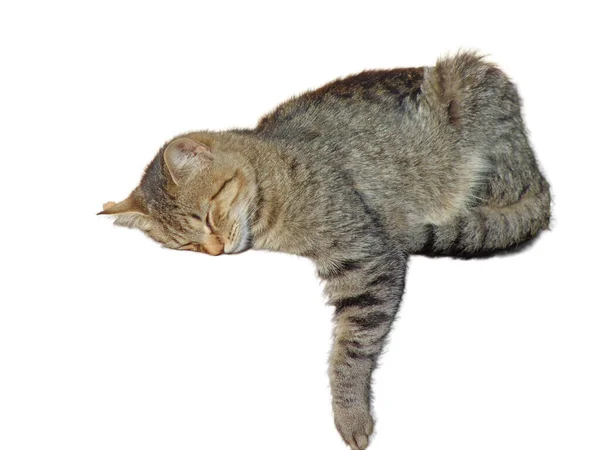 Спящая Кошка Белом Фоне — стоковое фото
