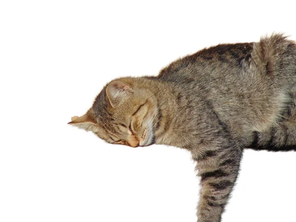 Κοιμάται Γάτα Που Απομονώνονται Λευκό Φόντο — Φωτογραφία Αρχείου